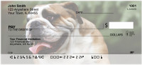 Cute English Bulldog Personal Checks | DOG-50