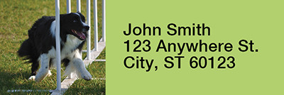 Agility Border Collies Rectangle Address Labels | LRRDOG-45