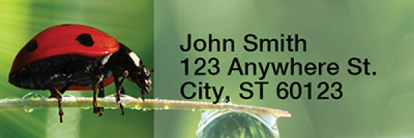 Ladybugs Rectangle Address Labels | LRRANI-32